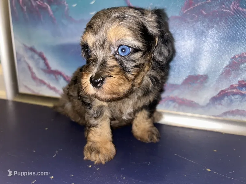 Merle girl – Shihpoo, Poodle - Miniature  puppy for sale in Columbus, GA