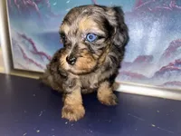 Merle girl, a female Shihpoo and Poodle - Miniature  for sale in Columbus, GA – 1 of 10