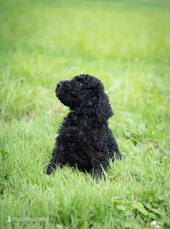 Duke – Goldendoodle puppy for sale in Ravenna, OH