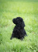 Duke, a male Goldendoodle for sale in Ravenna, OH – 1 of 8