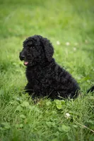Duke, a male Goldendoodle for sale in Ravenna, OH – 7 of 8