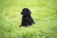 Duke, a male Goldendoodle for sale in Ravenna, OH – 6 of 8