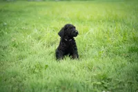 Nova, a male Goldendoodle for sale in Ravenna, OH – 2 of 6