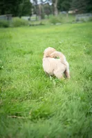 Goldie, a male Goldendoodle for sale in Ravenna, OH – 7 of 7