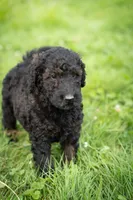 Nova, a male Goldendoodle for sale in Ravenna, OH – 6 of 6