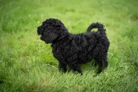 Duke, a male Goldendoodle for sale in Ravenna, OH – 8 of 8