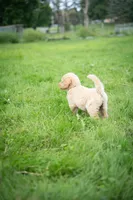 Goldie, a male Goldendoodle for sale in Ravenna, OH – 5 of 7