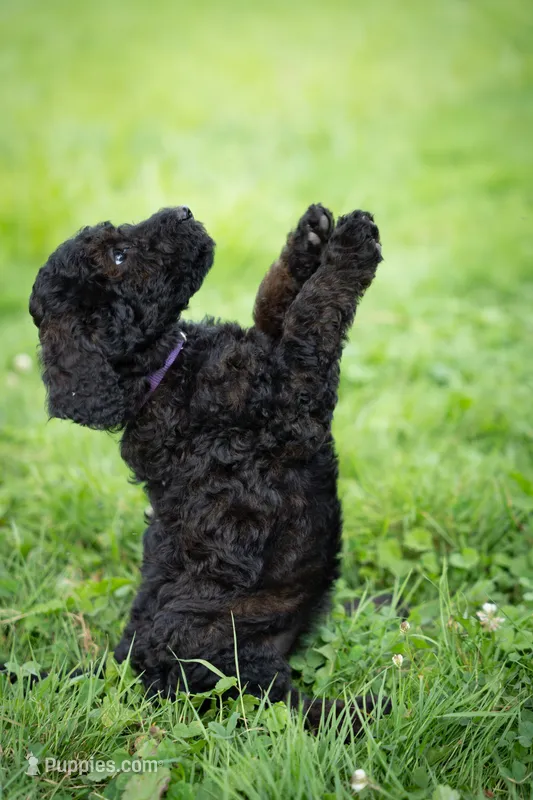 Nova – Goldendoodle puppy for sale in Ravenna, OH
