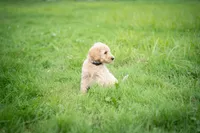 Goldie, a male Goldendoodle for sale in Ravenna, OH – 4 of 7