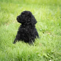 Duke, a male Goldendoodle for sale in Ravenna, OH – 4 of 8