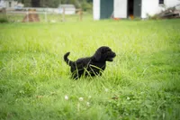 Duke, a male Goldendoodle for sale in Ravenna, OH – 5 of 8