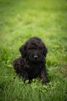 Rolo, a male Goldendoodle for sale in Ravenna, OH – 4 of 4
