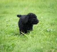 Duke, a male Goldendoodle for sale in Ravenna, OH – 2 of 8