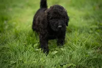 Rolo, a male Goldendoodle for sale in Ravenna, OH – 3 of 4
