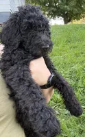 Shadow, a male Goldendoodle for sale in Ravenna, OH – 2 of 6
