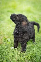 Nova, a male Goldendoodle for sale in Ravenna, OH – 5 of 6