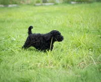 Duke, a male Goldendoodle for sale in Ravenna, OH – 3 of 8