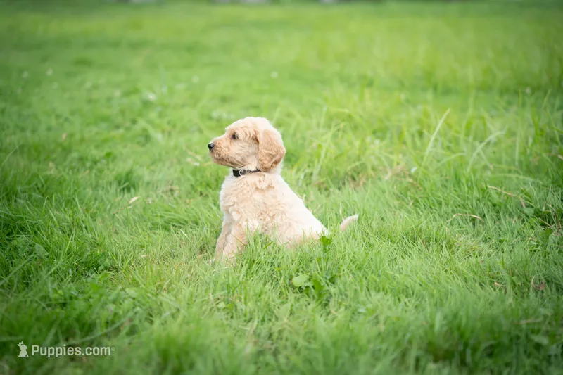 Goldie – Goldendoodle puppy for sale in Ravenna, OH