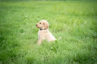 Goldie, a male Goldendoodle for sale in Ravenna, OH – 1 of 7