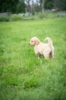 Goldie, a male Goldendoodle for sale in Ravenna, OH – 2 of 7