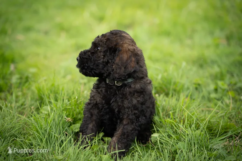 Rolo – Goldendoodle puppy for sale in Ravenna, OH