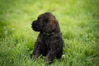 Rolo, a male Goldendoodle for sale in Ravenna, OH – 1 of 4