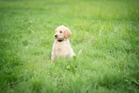 Goldie, a male Goldendoodle for sale in Ravenna, OH – 6 of 7