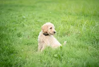 Goldie, a male Goldendoodle for sale in Ravenna, OH – 3 of 7