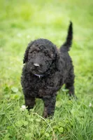 Nova, a male Goldendoodle for sale in Ravenna, OH – 4 of 6