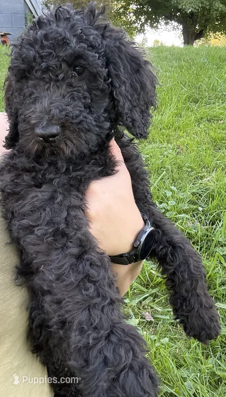 Duke – Goldendoodle puppy for sale in Ravenna, OH