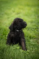 Rolo, a male Goldendoodle for sale in Ravenna, OH – 2 of 4