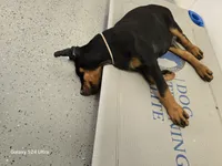 Daisy , a male Doberman Pinscher for sale in Beaver City, NE – 9 of 10