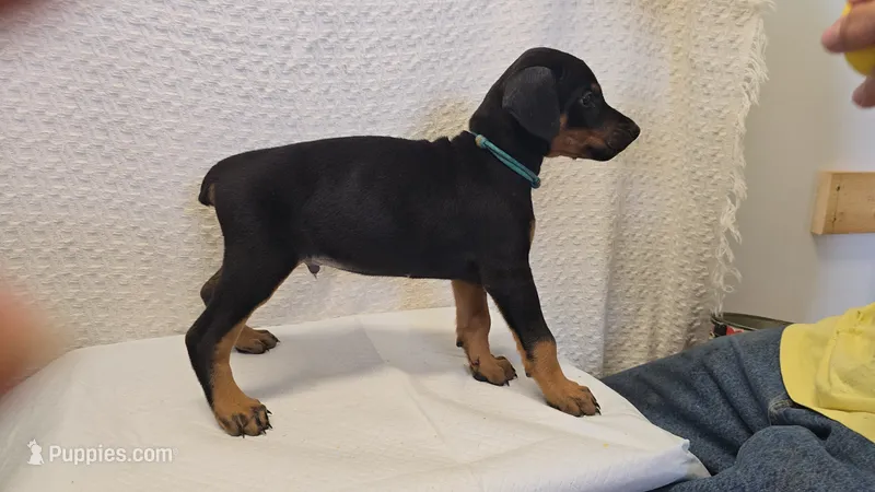 Light blue – Doberman Pinscher puppy for sale in Beaver City, NE