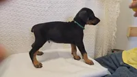 Light blue, a male Doberman Pinscher for sale in Beaver City, NE – 1 of 2