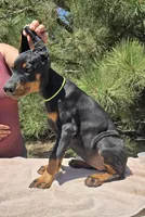 Daisy , a male Doberman Pinscher for sale in Beaver City, NE – 3 of 10
