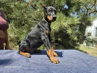 Bruno, a male Doberman Pinscher for sale in Beaver City, NE – 4 of 10