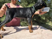 Iris, a female Doberman Pinscher for sale in Beaver City, NE – 6 of 10