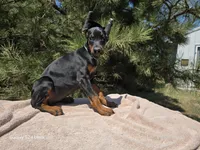 Iris, a female Doberman Pinscher for sale in Beaver City, NE – 10 of 10