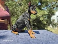 Bruno, a male Doberman Pinscher for sale in Beaver City, NE – 7 of 10