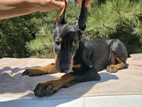 Daisy , a male Doberman Pinscher for sale in Beaver City, NE – 2 of 10