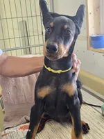 Daisy , a male Doberman Pinscher for sale in Beaver City, NE – 6 of 10