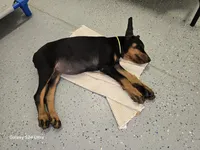 Daisy , a male Doberman Pinscher for sale in Beaver City, NE – 8 of 10