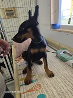 Iris, a female Doberman Pinscher for sale in Beaver City, NE – 8 of 10