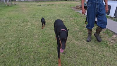 Black collar, a male Doberman Pinscher for sale in Beaver City, NE – 1 of 1