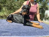Bruno, a male Doberman Pinscher for sale in Beaver City, NE – 9 of 10