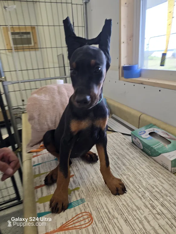 Green collar – Doberman Pinscher puppy for sale in Beaver City, NE