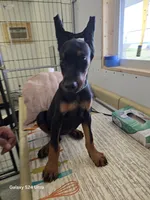 Iris, a female Doberman Pinscher for sale in Beaver City, NE – 7 of 10
