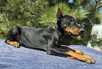 Bruno, a male Doberman Pinscher for sale in Beaver City, NE – 10 of 10
