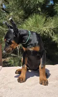 Iris, a female Doberman Pinscher for sale in Beaver City, NE – 2 of 10