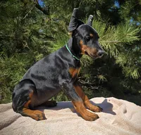 Iris, a female Doberman Pinscher for sale in Beaver City, NE – 3 of 10